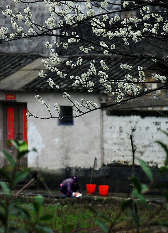 乡村拾景 摄影 痴心