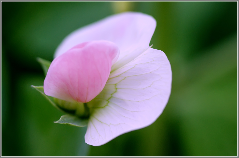 豌豆花开 摄影 菩提子