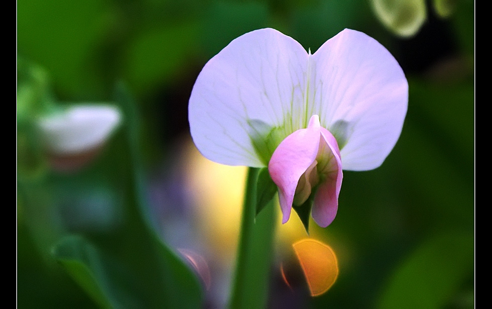 豌豆开花 摄影 菩提子