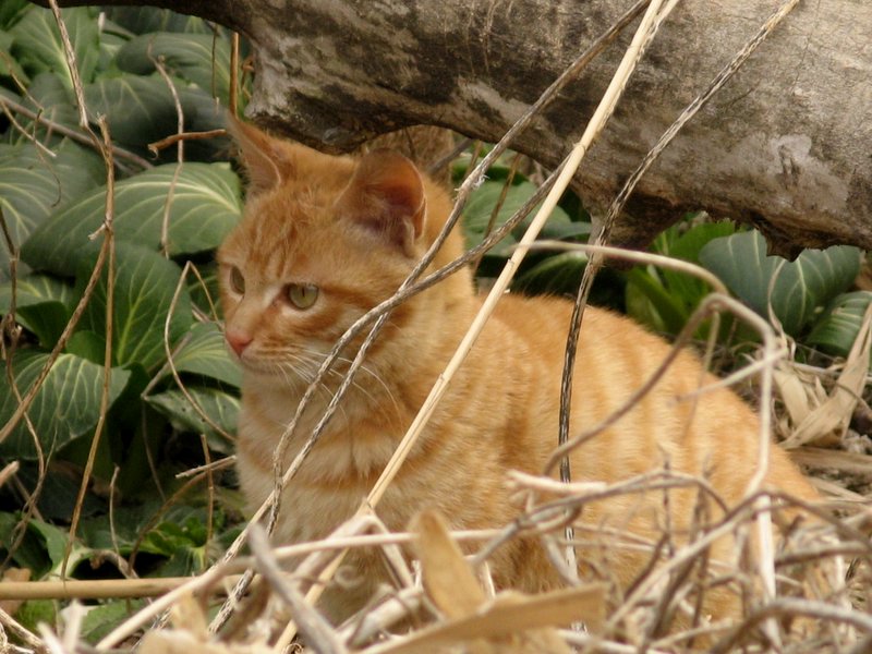 动物摄影--猫 摄影 傻大庆