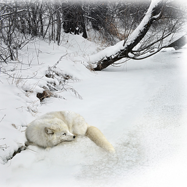 雪狐的冬天 摄影 明浩