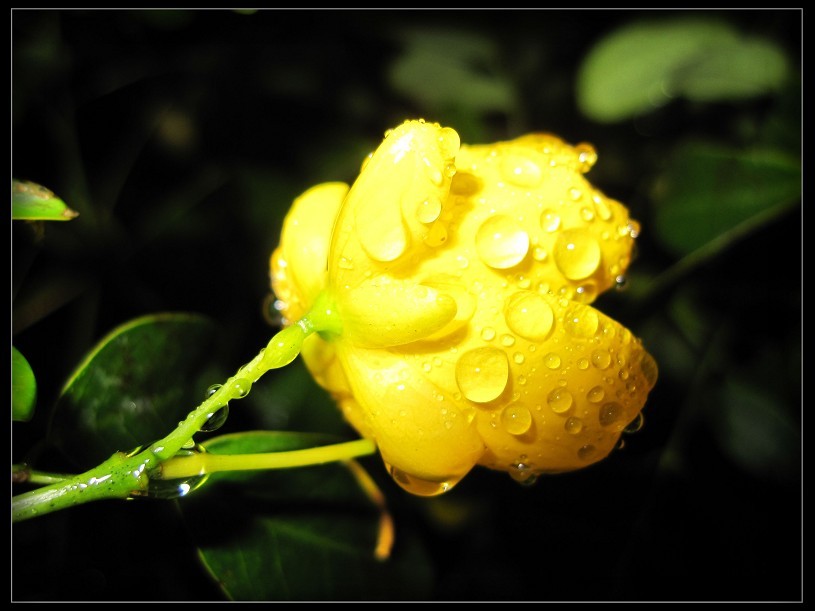 泪雨缠绵 摄影 寒影幽情