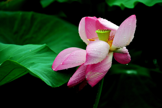 雨荷 摄影 wuhanmingmin