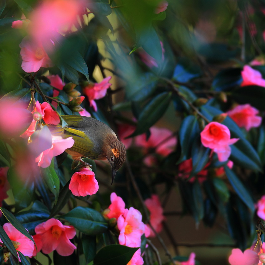 茶花丛中 摄影 自然本色