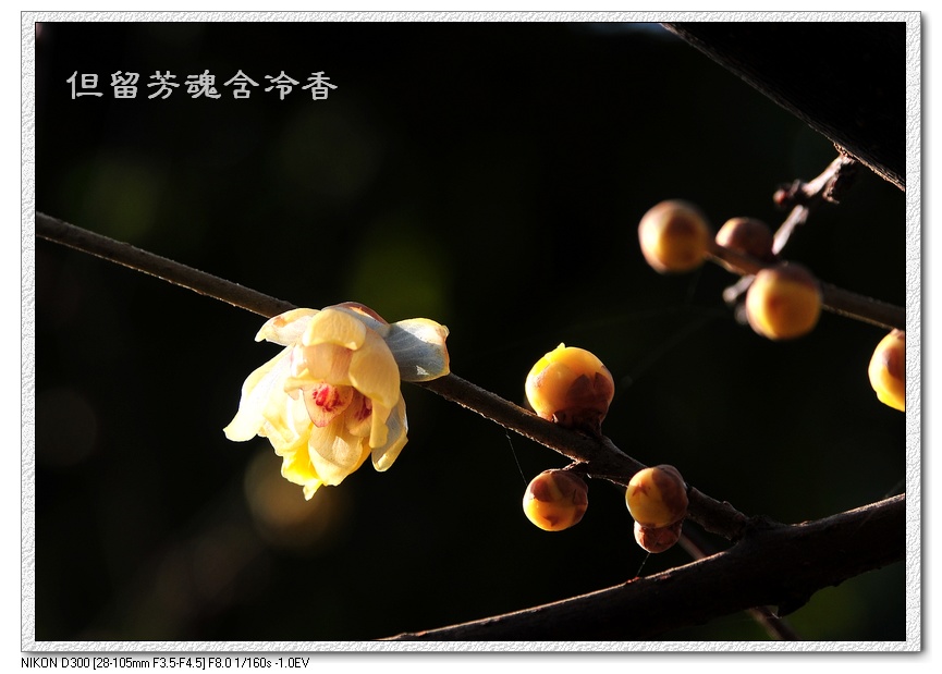 但留芳魂含冷香 摄影 greenkngdom