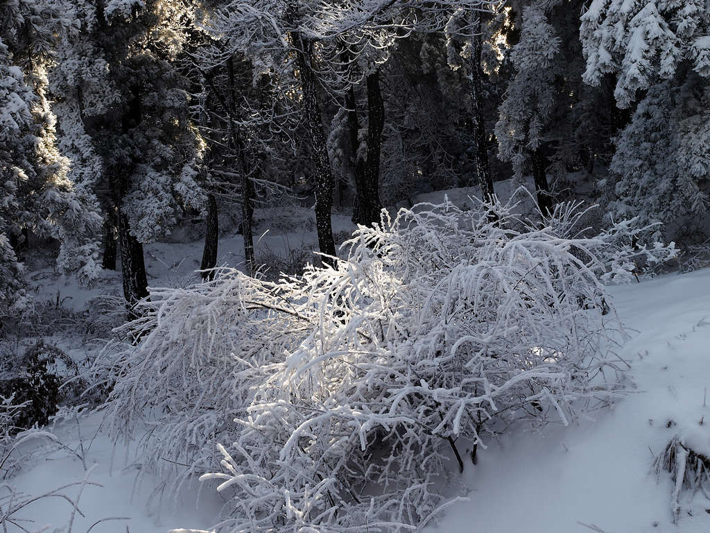 太行雪松 摄影 惬意人生