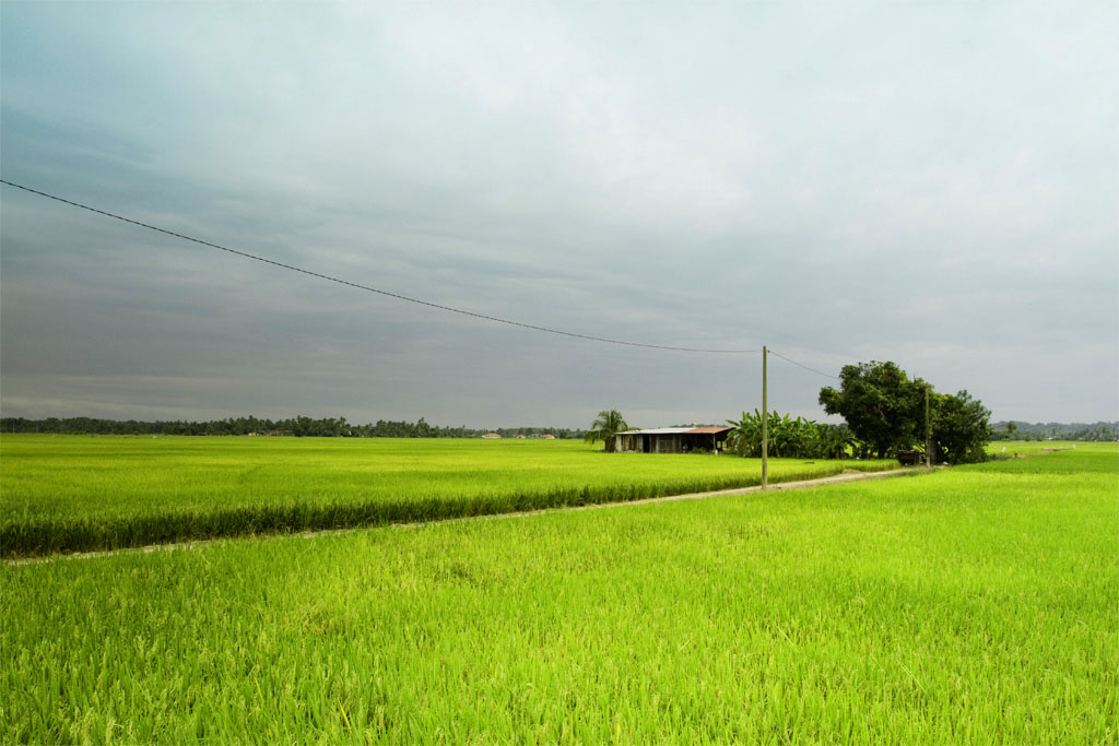 马来西亚稻田 摄影 PhotoHunter