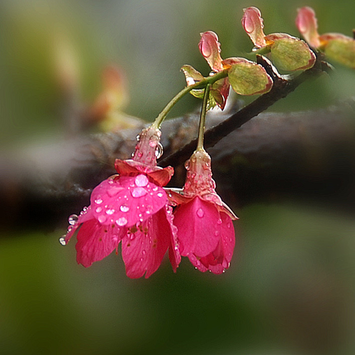 雨中樱花 摄影 晓河映月