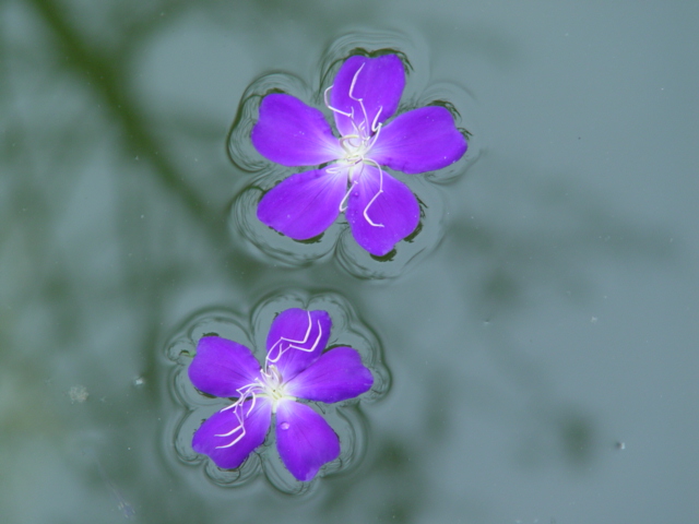 水中花 摄影 红棉