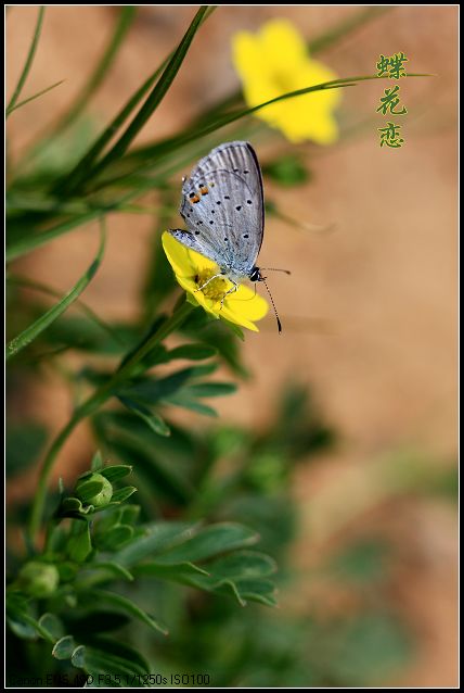 蝶恋花 摄影 miye