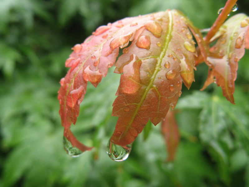 爱在雨后 摄影 傻大庆