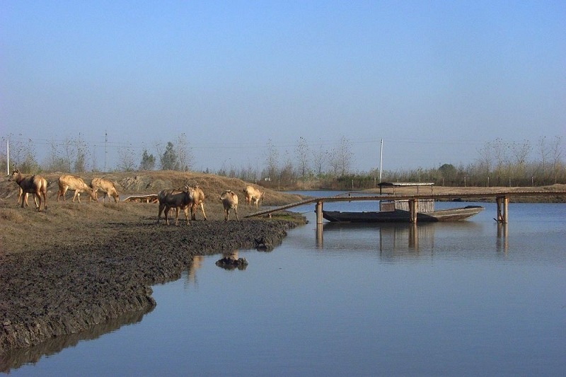 湿地中的鹿----江苏泰州秦湖湿地200811 摄影 菲菲20091022