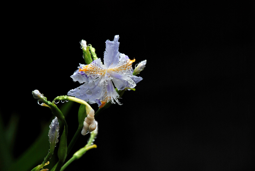 雨 中 花 摄影 快乐的小虎