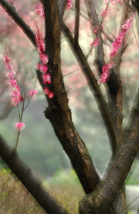 梅香入梦2 摄影 过山龙