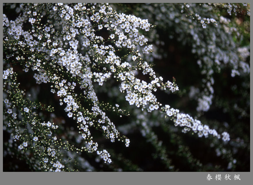 春花如雪 摄影 春樱秋枫