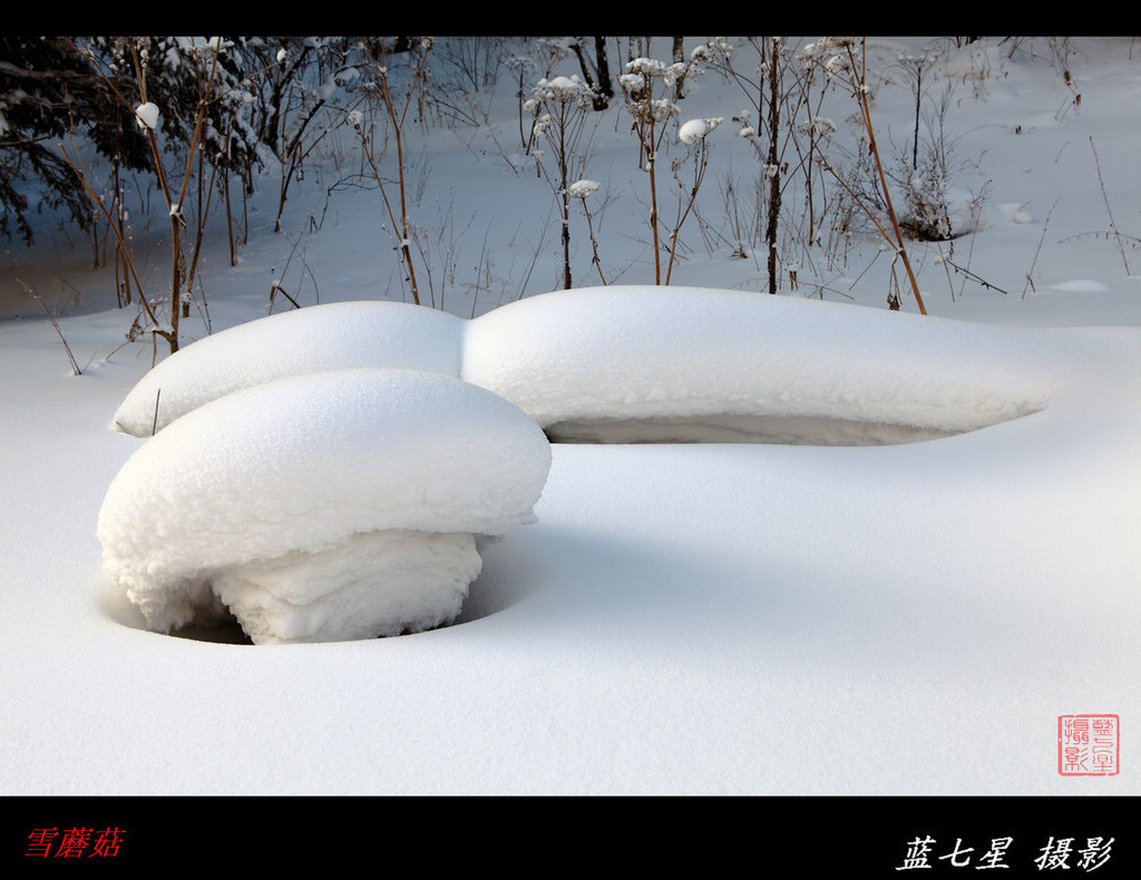 雪乡的雪蘑菇 摄影 蓝七星