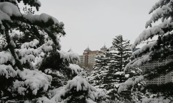 雪松 摄影 乐在山河