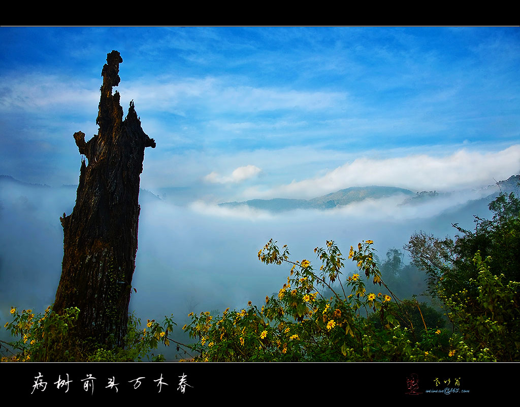 病树前头万木春 摄影 老竹翁