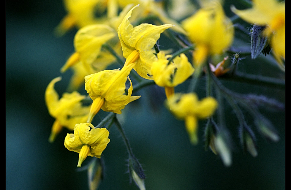 蕃茄花 摄影 菩提子