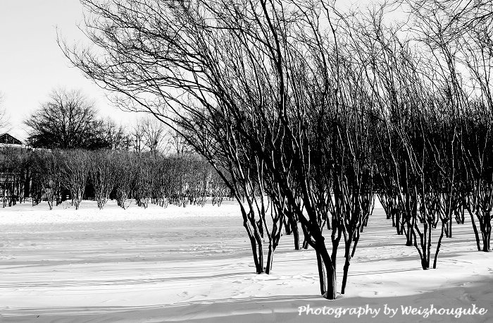 雪中樱花林 摄影 维州孤客