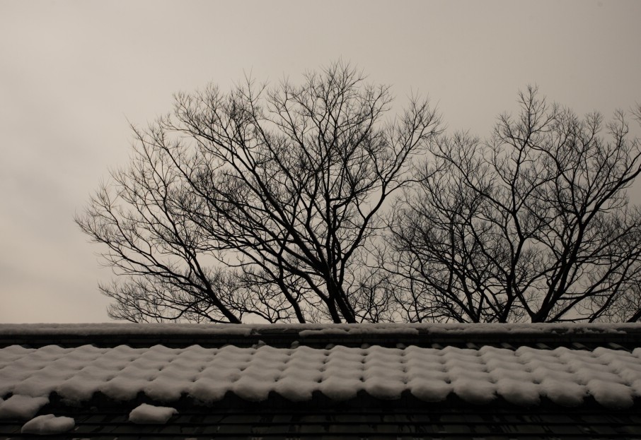 下雪了 摄影 无名小花