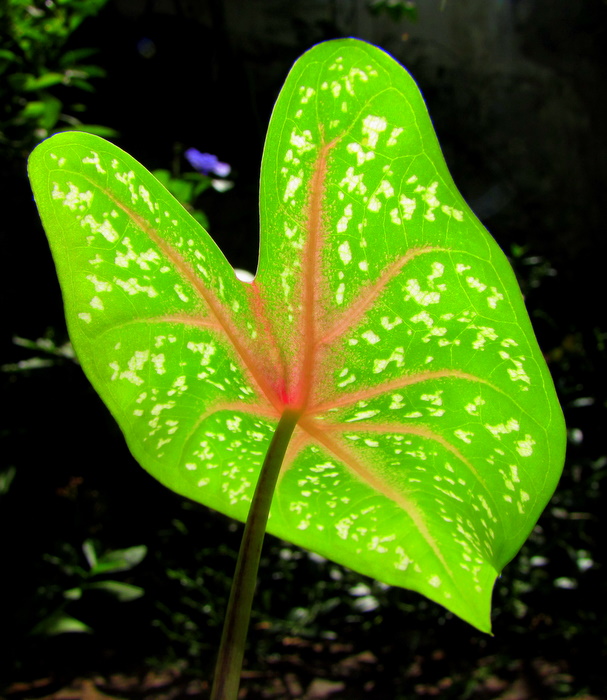 五彩芋 摄影 印华