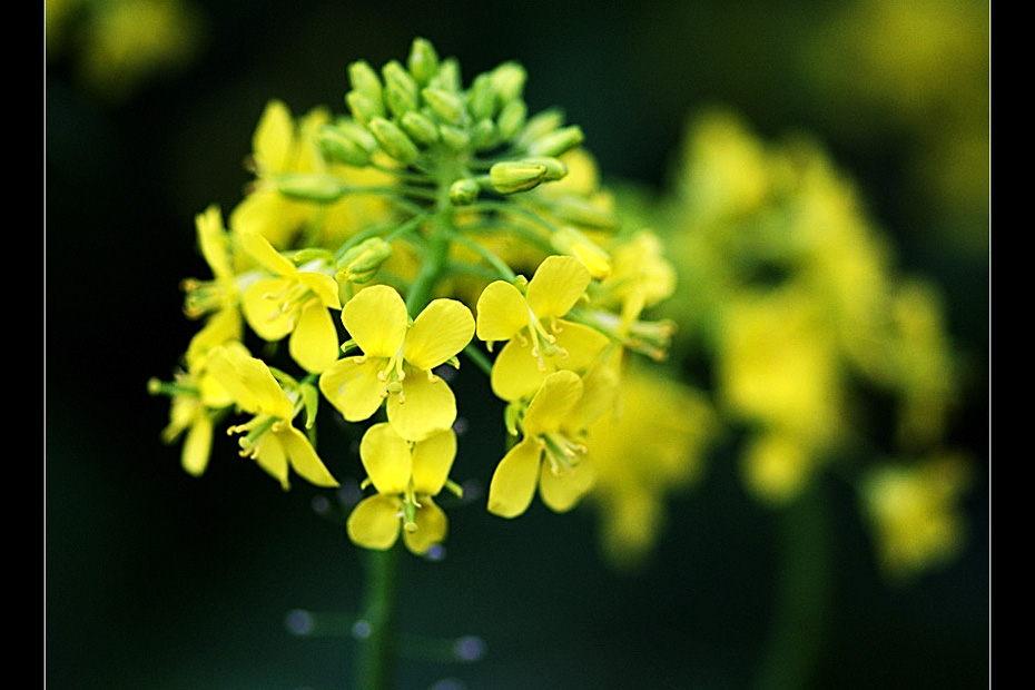 菜心开花 摄影 菩提子