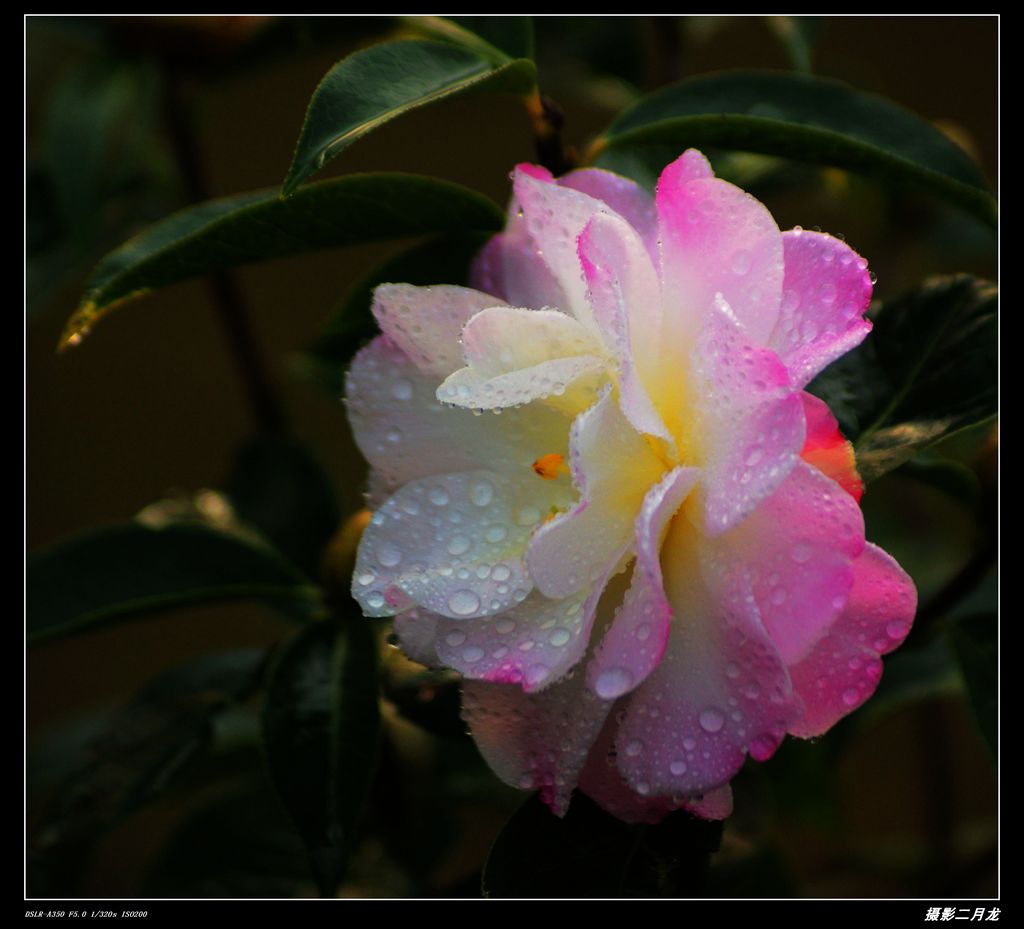 茶花 摄影 二月龙