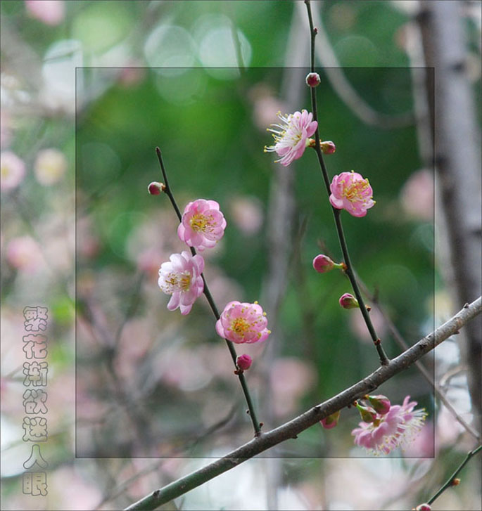 繁花渐欲迷人眼 摄影 东边日出