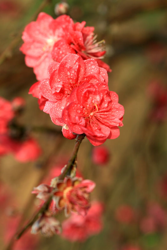 桃花3 摄影 云想裳花想容