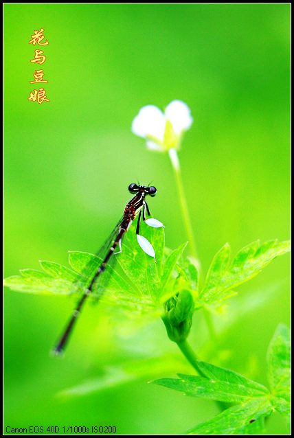 花与豆娘 摄影 miye