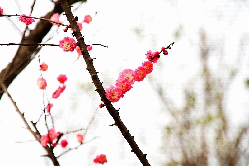 花占高枝 摄影 闲来寻花