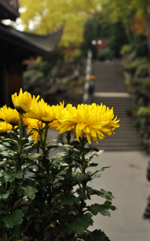 佛前绽花形~ 摄影 雏菊剃刀