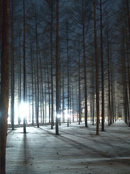 寂静松林三 摄影 寒疆雪