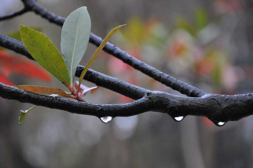 雨后 摄影 有颜有味