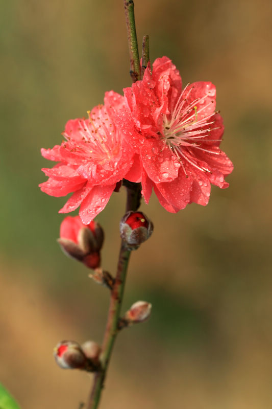 桃花4 摄影 云想裳花想容