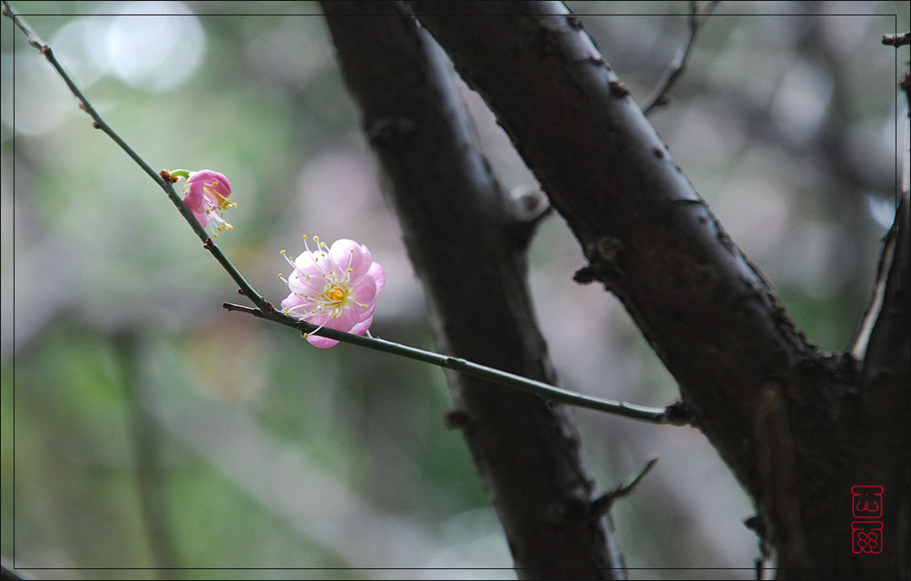 花语 摄影 东边日出