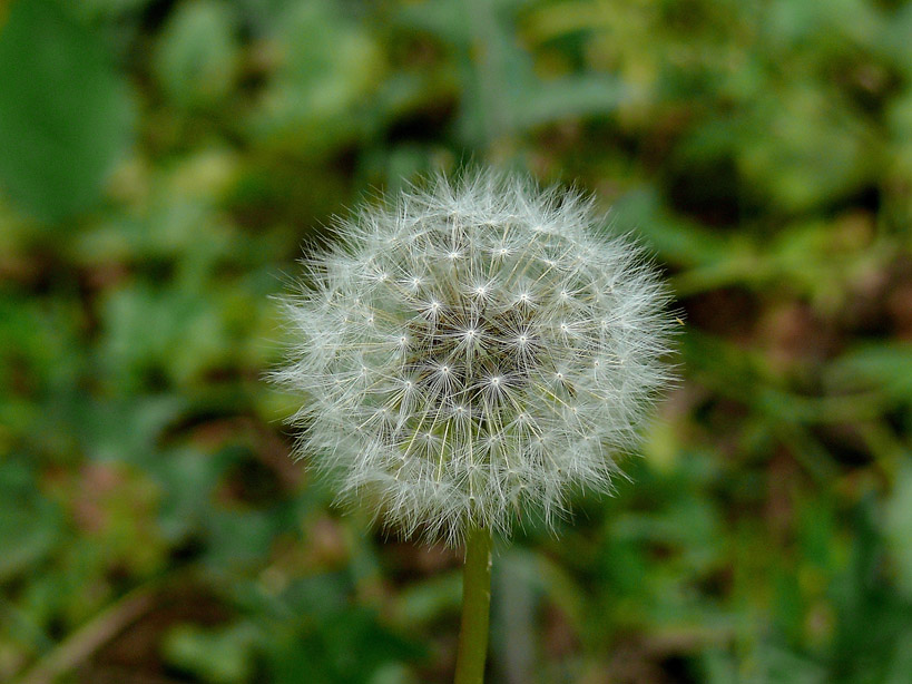 锋芒毕露 摄影 禅林日记