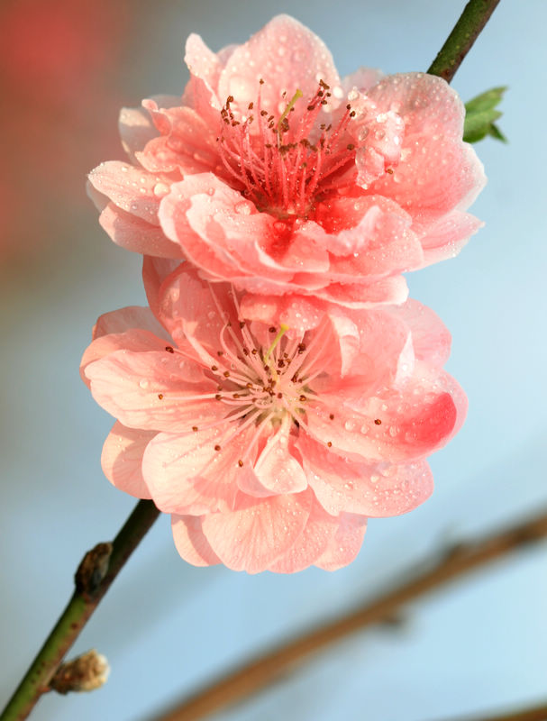 桃花5 摄影 云想裳花想容