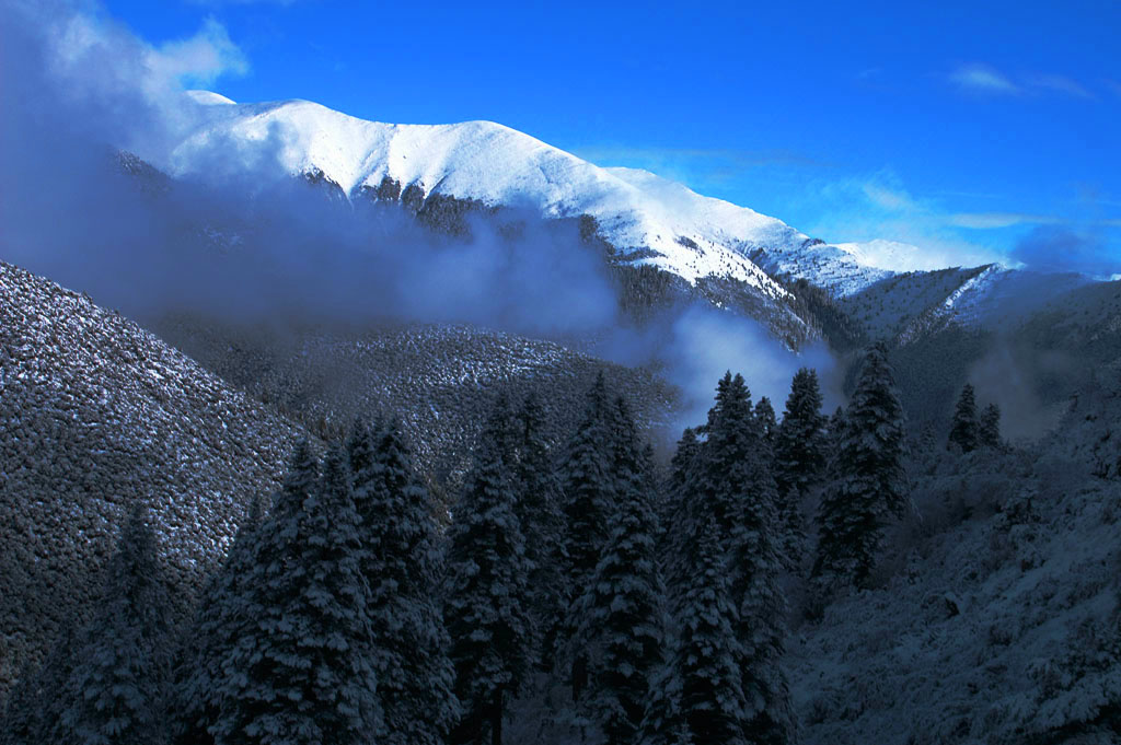 雪山松魂 摄影 thom