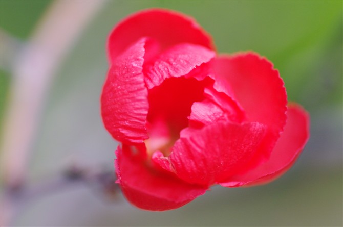 花 摄影 熊幸运