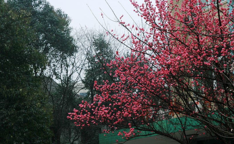 梅花 摄影 圣手游医