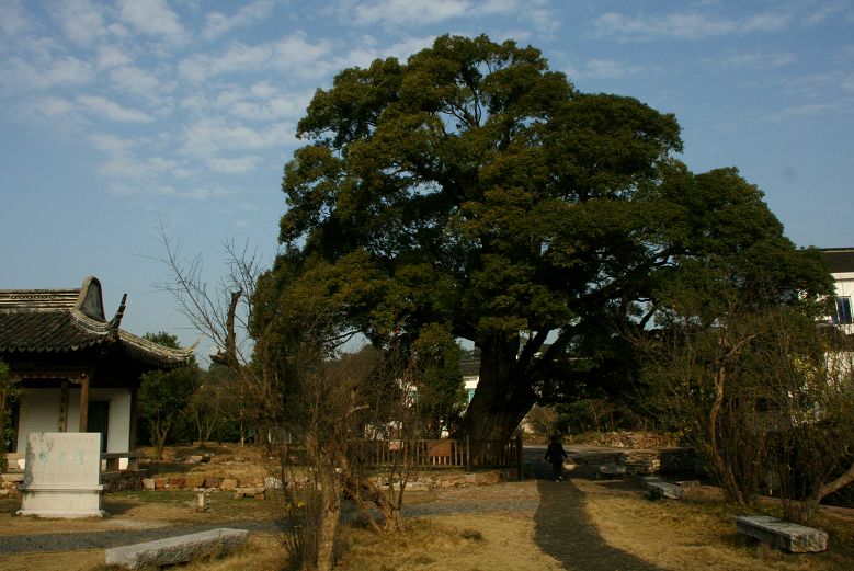 苏州西山古村落~~明月湾古樟树 摄影 一枚青橄榄