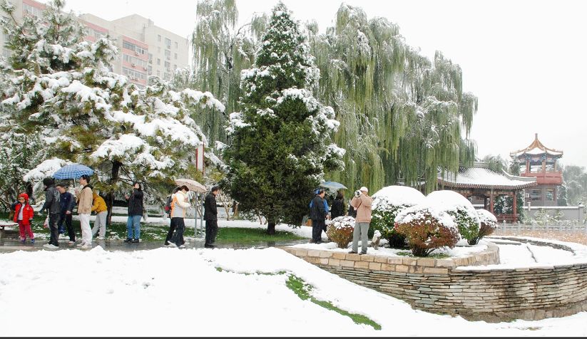 路边随拍秋雪 摄影 花皮蛇