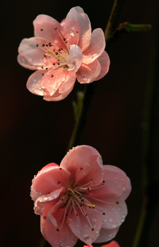 桃花7 摄影 云想裳花想容