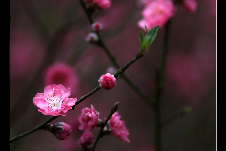 迎春 摄影 菩提子