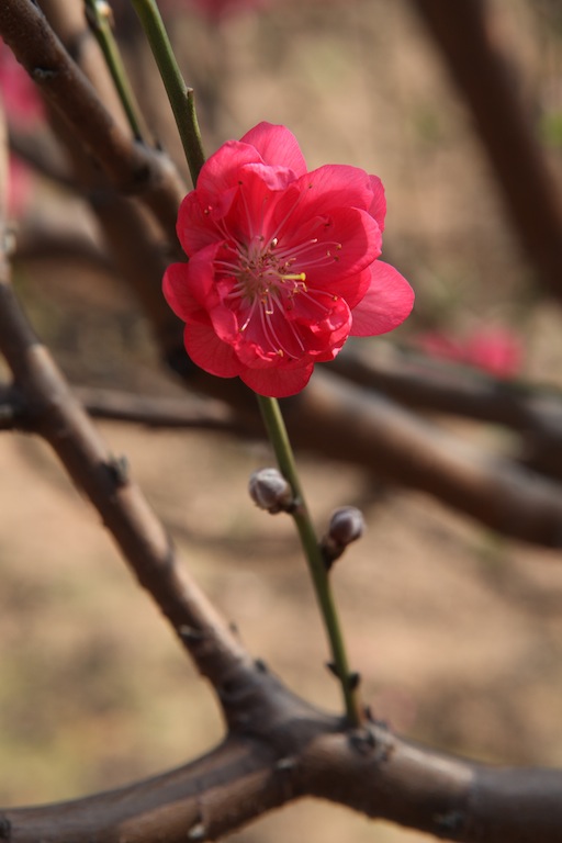 桃花 摄影 芷悠