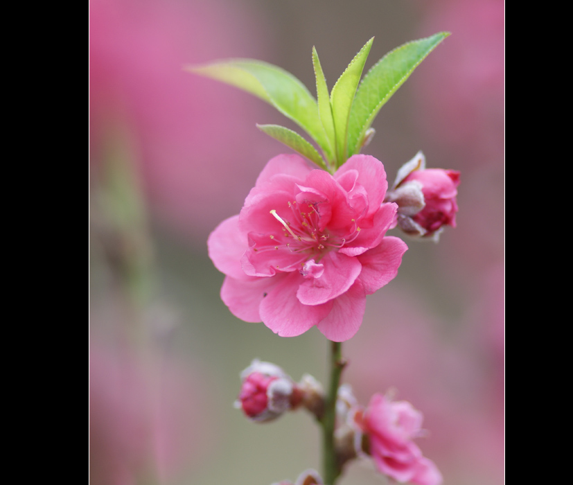 春之喜悦 摄影 菩提子