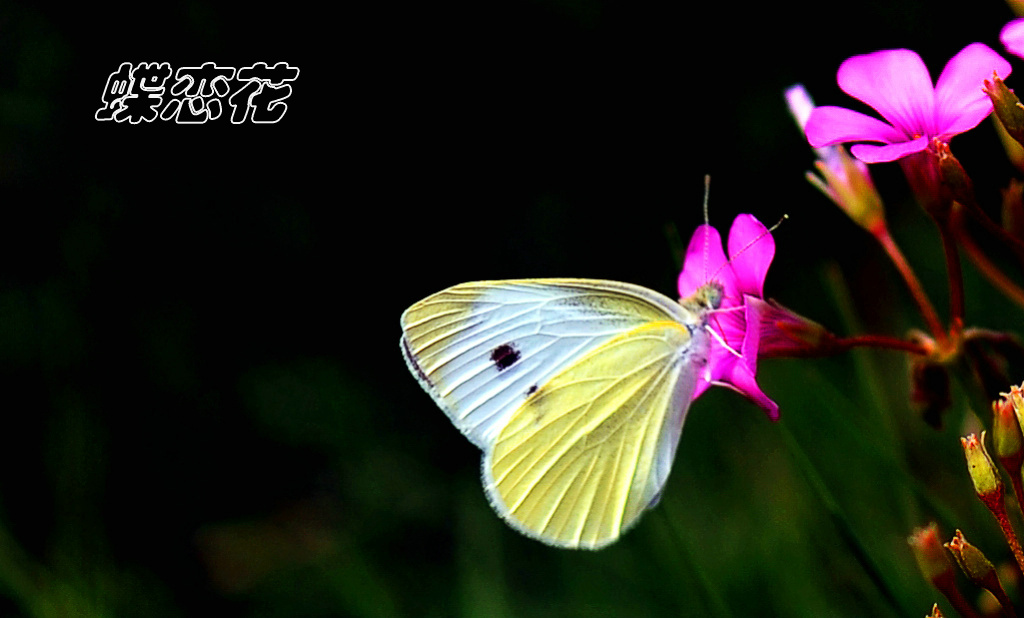 蝶恋花 摄影 bushiweiyin