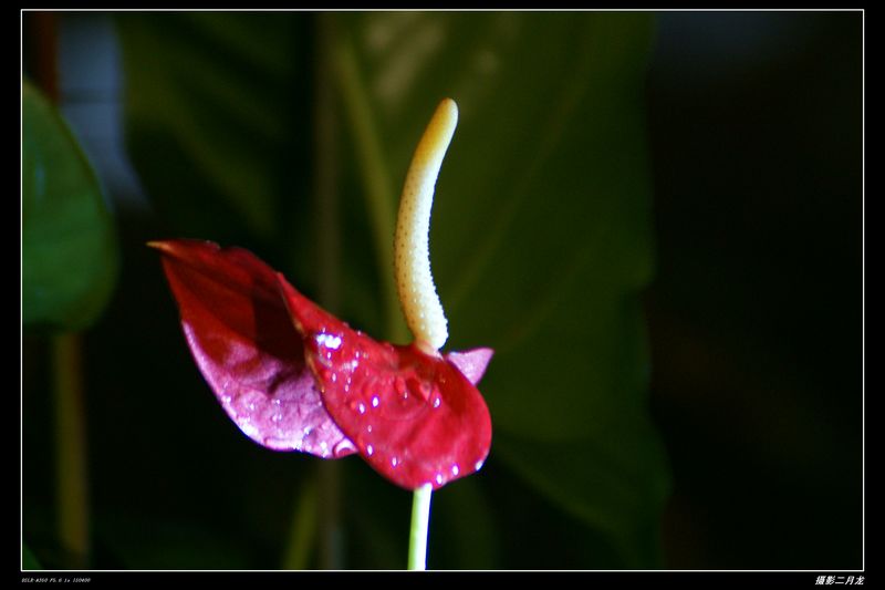 火鹤芋 摄影 二月龙